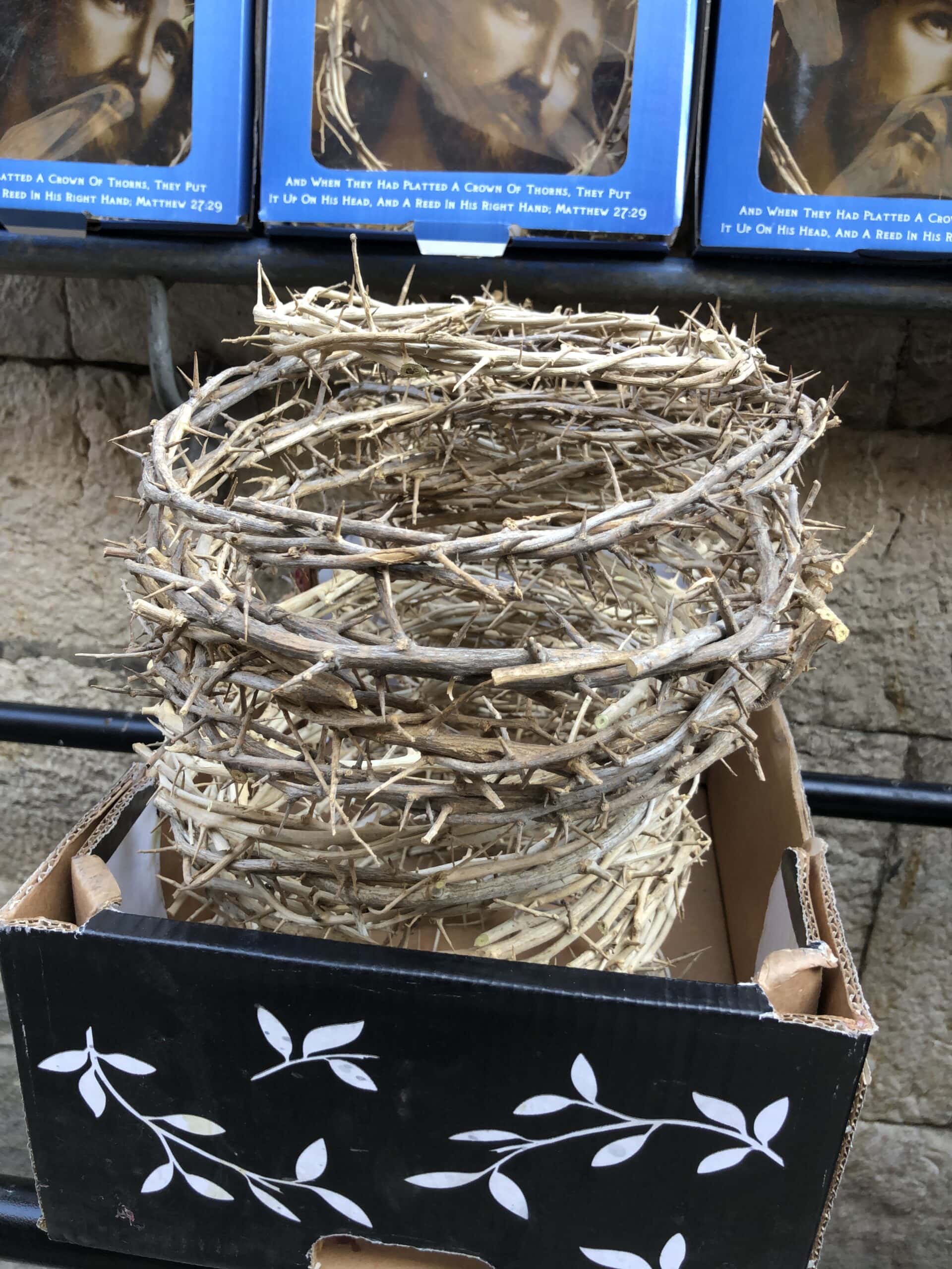 These thorns were made from Spina Christi trees prevalent all over Jerusalem.  Up to this day, you will still see these trees in Israel.